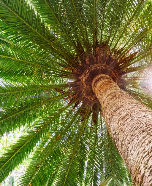 sun-flare-tropical-date-palm-tree