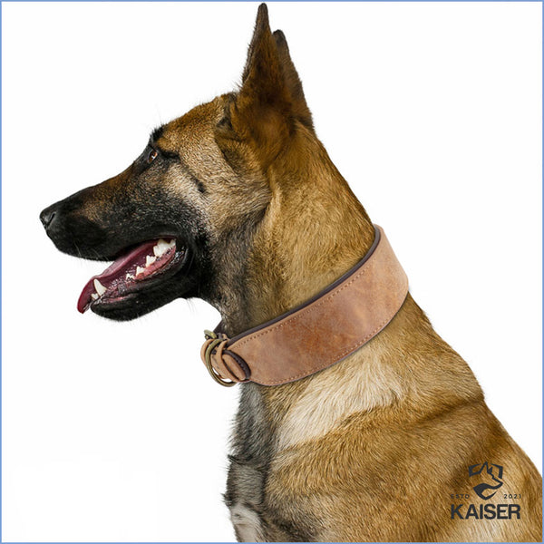 Deutscher Schäferhund mit breitem Hundehalsband aus Leder