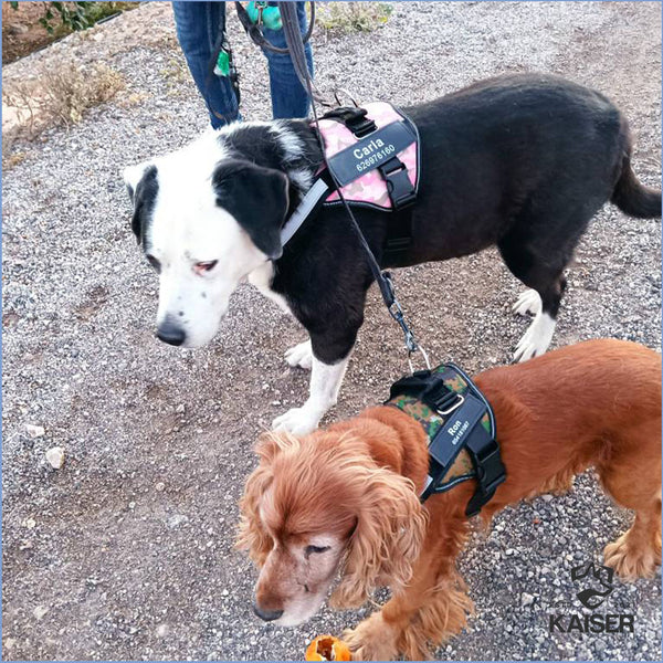 Cocker Spaniel und ein anderer Hund, beide tragen das Hundegeschirr mit Namen