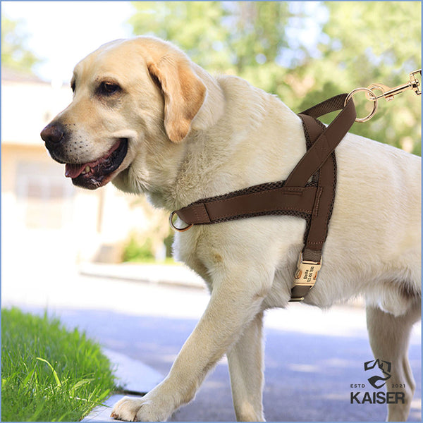 Labrador mit personalisiertem Hundegeschirr