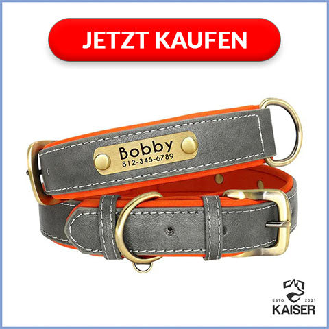 Hundehalsband gepolstert Leder mit Namen