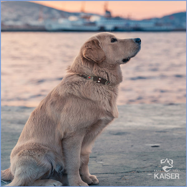 Labrador mit Hundehalsband Indianer style