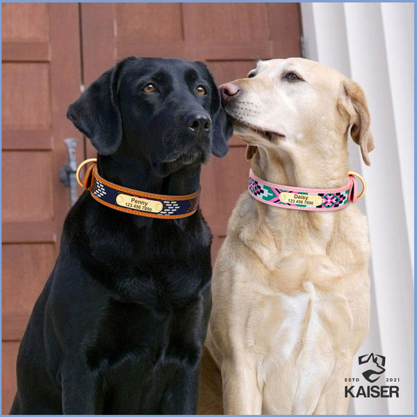 Zwei Hunde die buntes Hundehalsband tragen