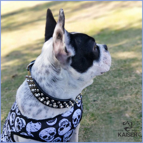 Hundehalsband mit Stacheln, getragen von Bulldoggen
