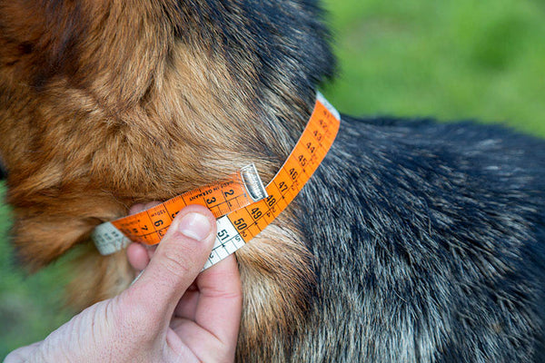 Hund für Hundehalsband richtig messen
