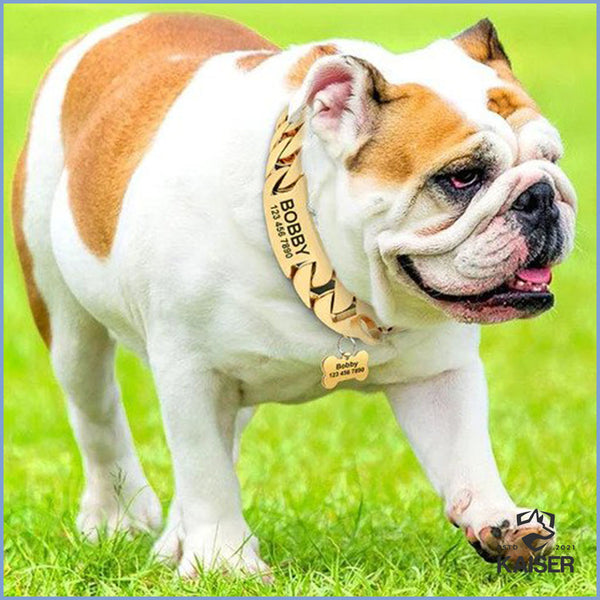 Bulldogge mit goldener Hundehalsband Kette