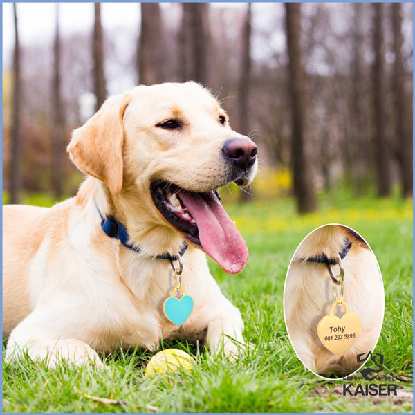 Ein Labrador trägt am Halsband eine Hundemarke mit Gravur in Herzform