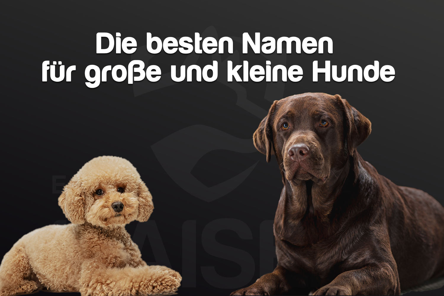 Hundenamen basierend auf Hundegröße