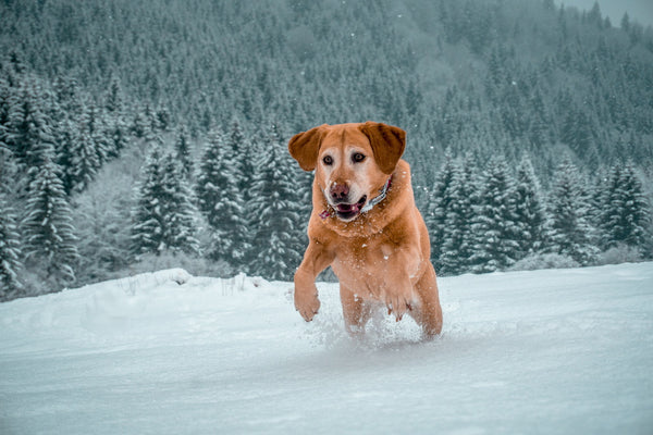 Hund mit personalisiertem Halsband für große Hunde läuft im Winter und Schnee über das Feld