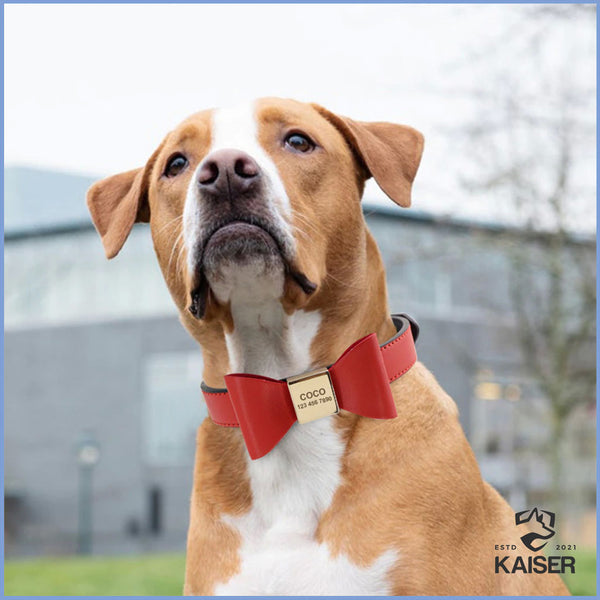 Hund mit einem Hundehalsband mit Fliege