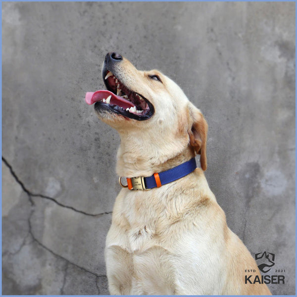 Hund, der ein personalisiertes Hundehalsband trägt