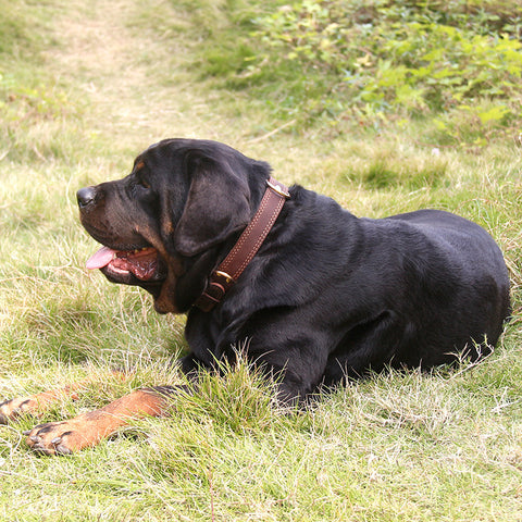 Rottweiler mit Kentucky Lederhalsband für Hunde