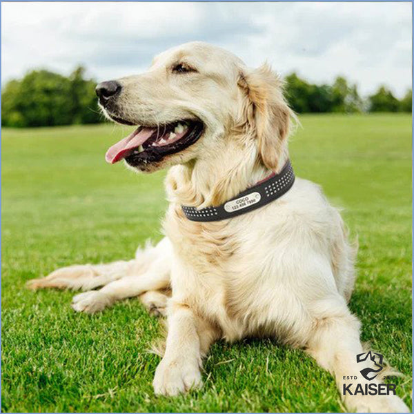Retriever mit Hundehalsband mit Namen und Telefonnummer personalisiert ist und das mit Zirkonen besetzt ist und aus Leder besteht.