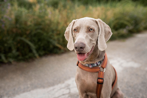 Süßer Hund mit Hundehalsband an der Leine draußen.