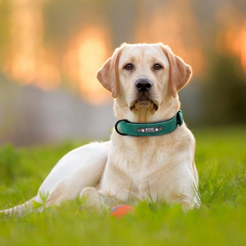 Labrador mit personalisiertem Hundehalsband aus Leder