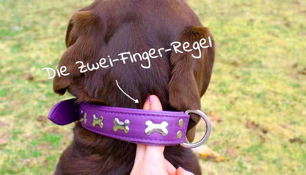 Die zwei Finger Regel wenn man einen Hund für das Hundehalsband misst