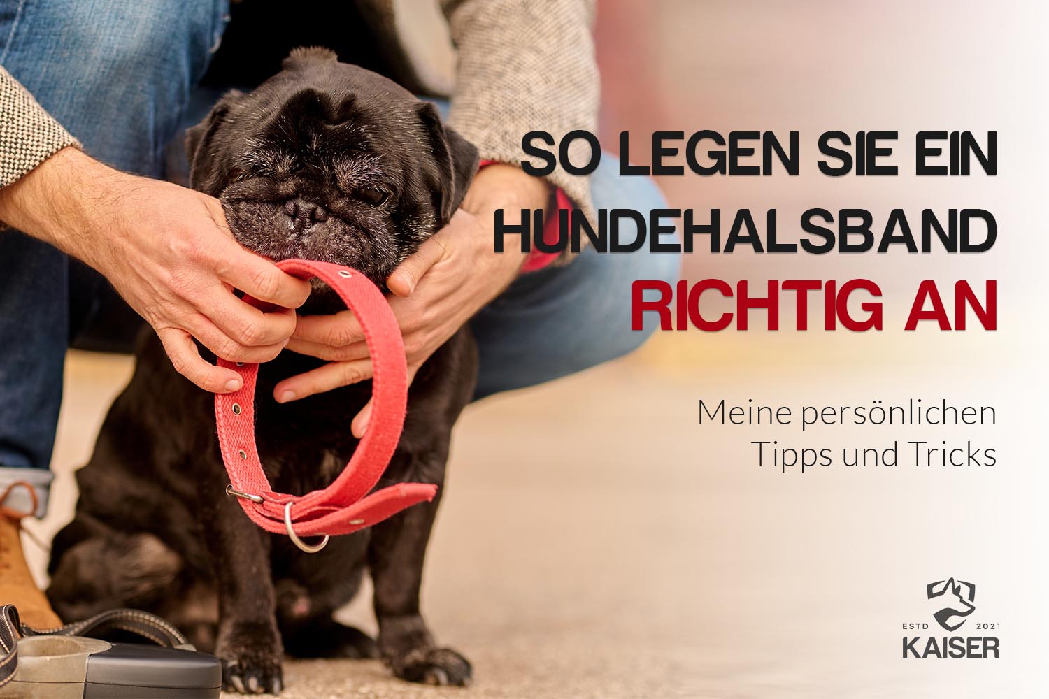 Hundehalsband richtig anlegen