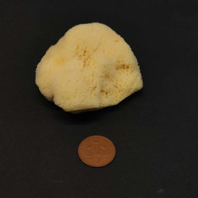 Synthetic Sponge - Small