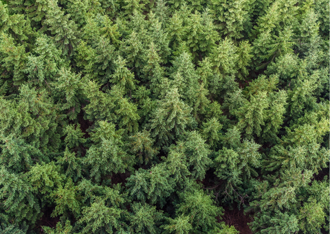 arial view of a dense forest full of pine trees