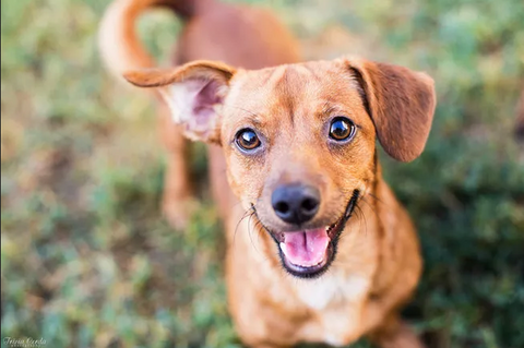 Smiling dog