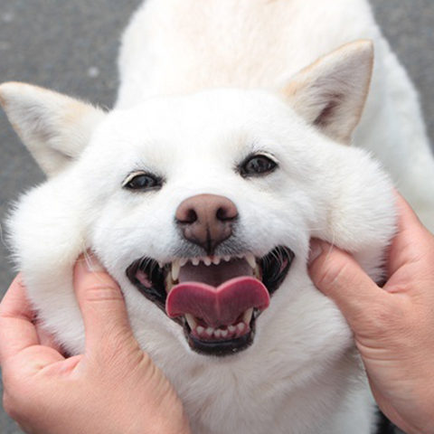 Smiling dog