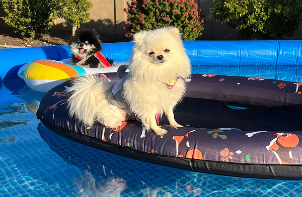 Dog playing in the water on a dog float raft