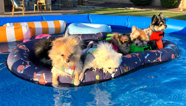 Dog playing in the water on a dog float raft