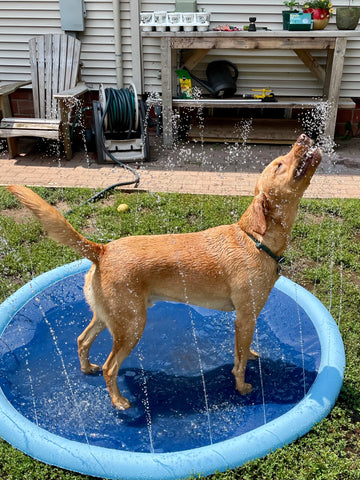 Dog playing on a thickened splash water mat on a hot summer day