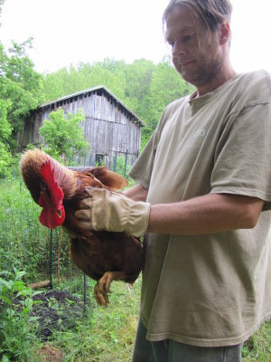 How to Hold Rooster