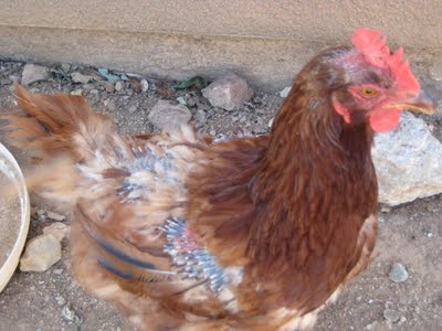 Another Chicken Molting