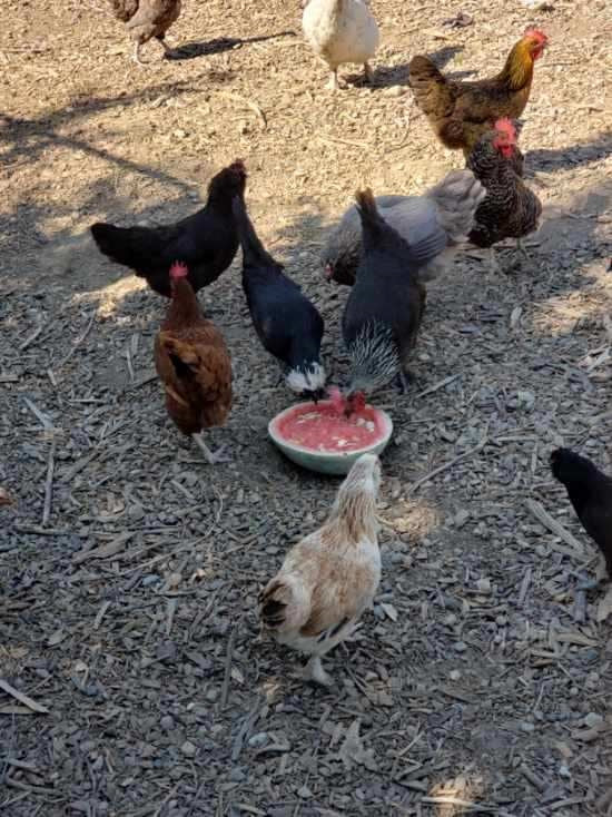 Chickens enjoying the melon bowl