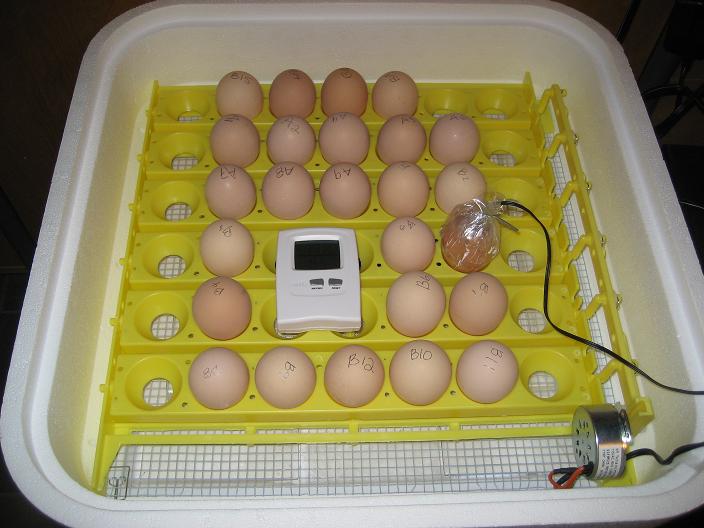 Eggs in Incubator