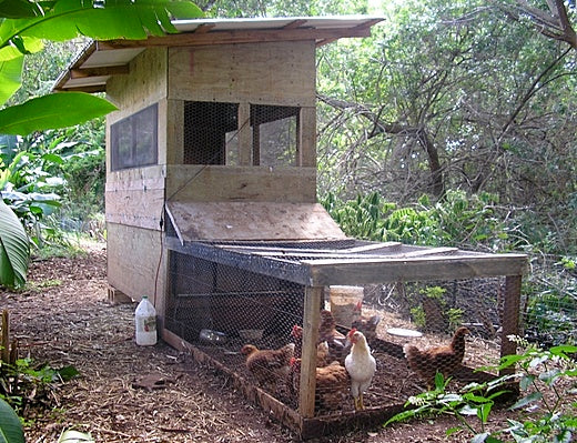 Chicken Coop