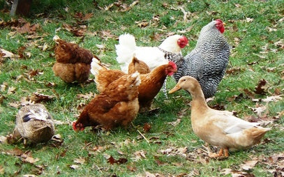 A Mixed Breed Flock