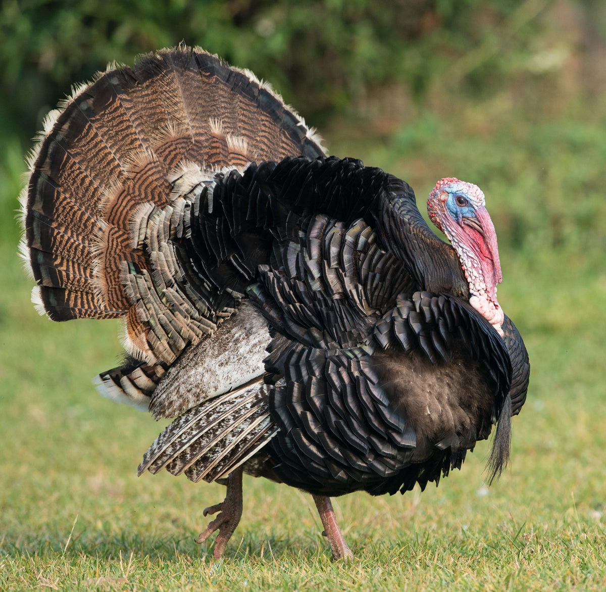 Turkey on a Range