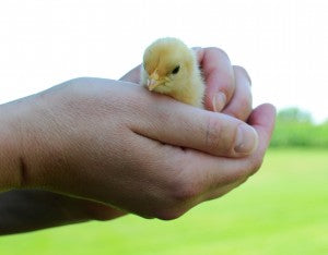 How to Hold a Chick