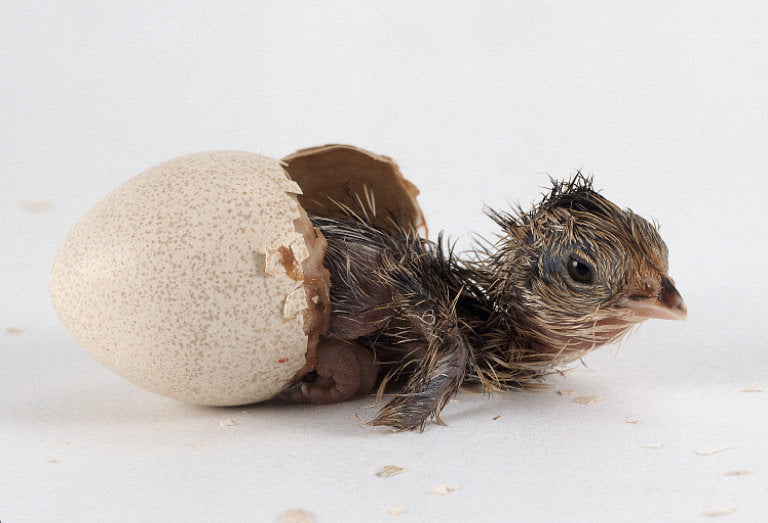 Chick Emerging from Shell