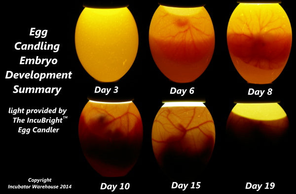 Egg Candling – incubatorwarehouse