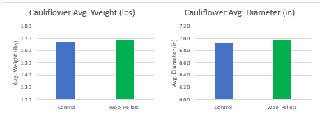 cauliflower results with wool pellets