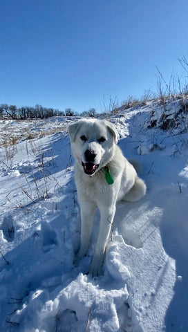 livestock guardian dog loving the snow and cold