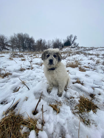 great pyreenes mix puppy