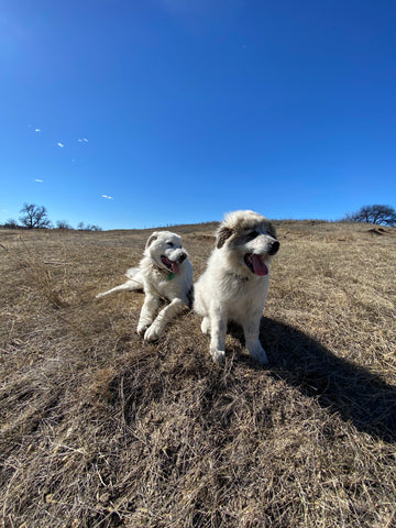 two livestock guardian dogs laying on a hill on a windy day