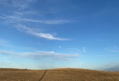 sandhill cranes flying over a field