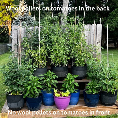 customer photo of wool pellets in tomatoes