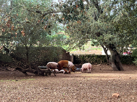 A family of pigs, close the Cala Pilar Parking, Menorca