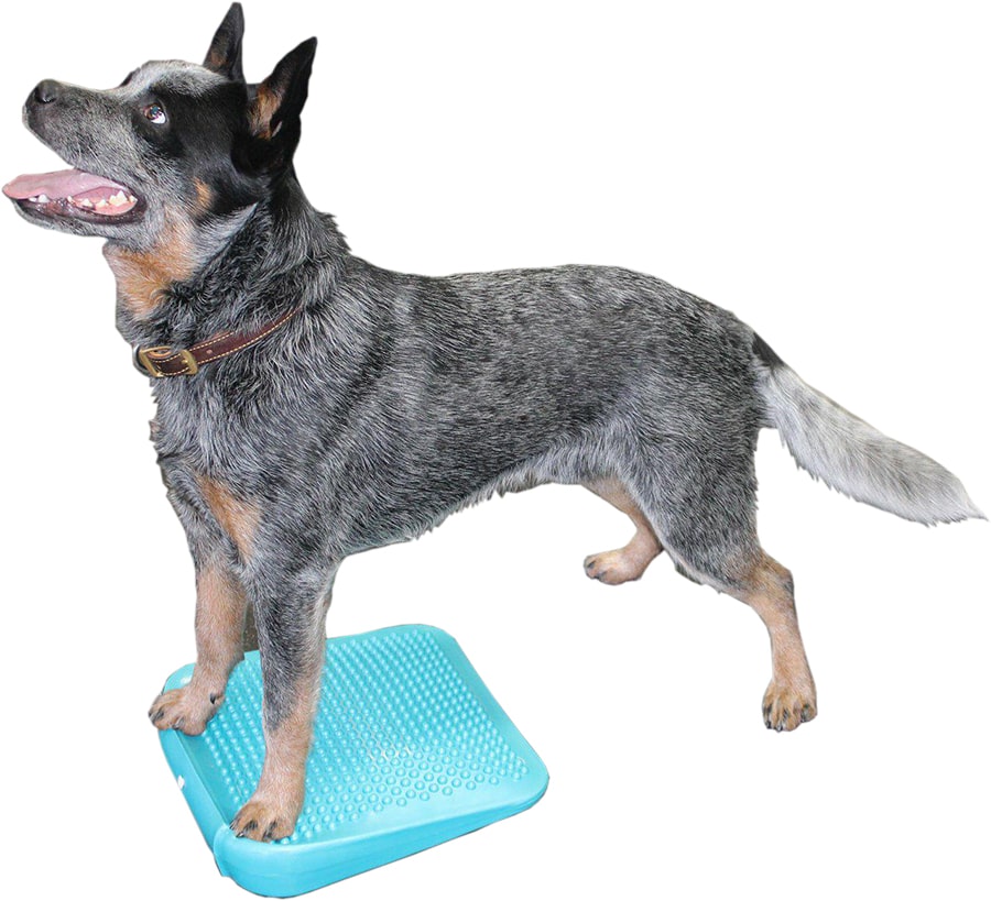 FitPaws Balance Ramp - FitPaws product image