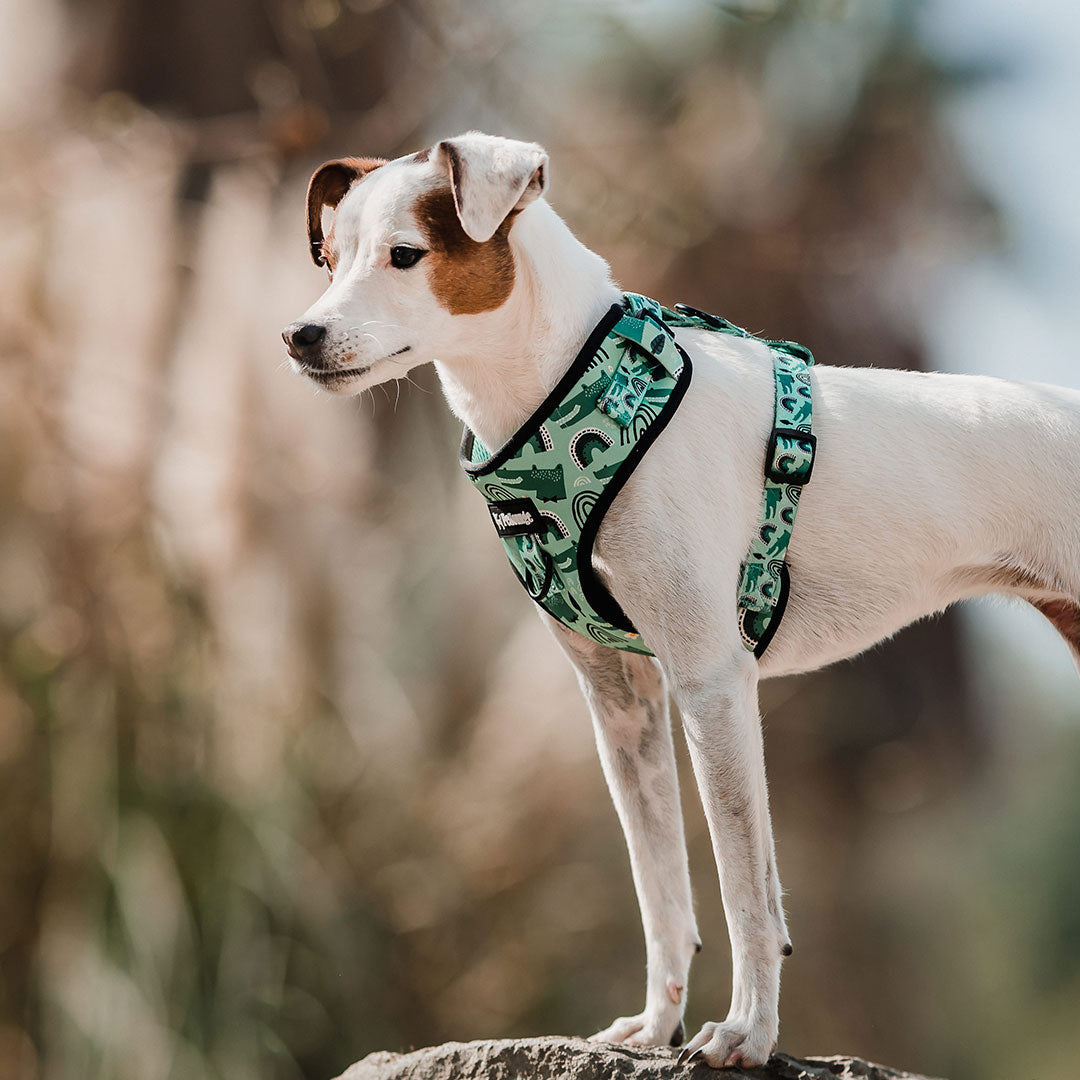 - Ropa para Perros hecha en Chile y Accesorios