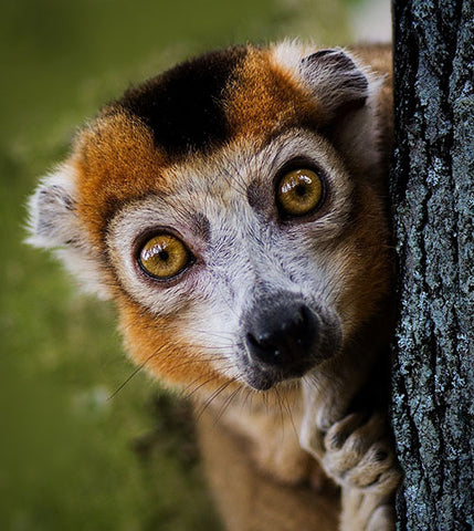 Poivre sauvage de Madagascar