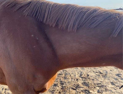 neck of chestnut mare with small white spots