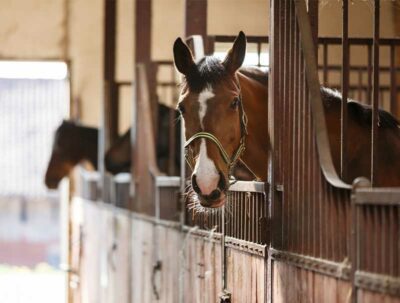 Bay horse in stall